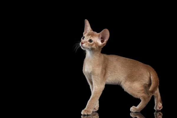Portrait of Standing Abyssinian Kitten and Looking left isolated black — Stock Photo, Image