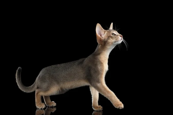 Caminhada Abissínio Gatinho isolado em fundo preto, Vista lateral — Fotografia de Stock