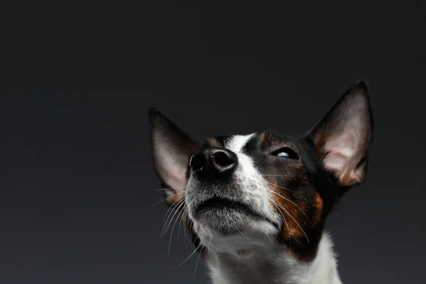 Primer plano Retrato de Jack Russell Terrier Perro Mirando hacia arriba — Foto de Stock