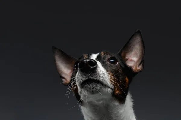 Primer plano Retrato de Jack Russell Terrier Perro Mirando hacia arriba —  Fotos de Stock