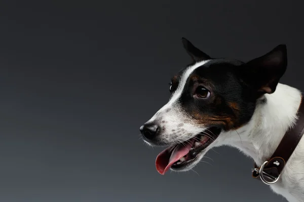 Primer plano Retrato de Jack Russell Terrier Perro en vista de perfil —  Fotos de Stock