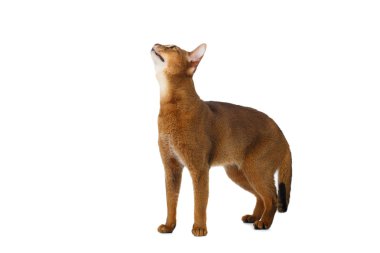  Komik Abyssinian kedi ayakta ve izole üzerinde beyaz Looking