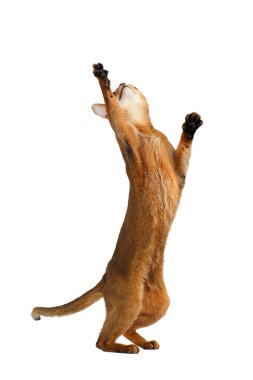 Arka bacaklar, pençe kadar yükselterek oynak Abyssinian kedi ayakta