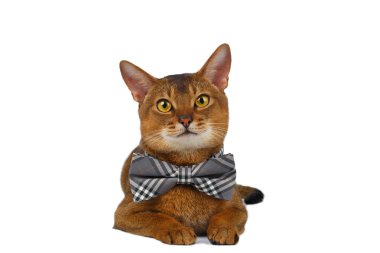 Komik Abyssinian kedi yalan papyon, kamera merakla bakıyor