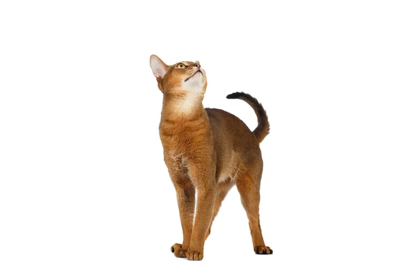 Gracioso gato abisinio de pie y mirando hacia arriba aislado en blanco —  Fotos de Stock