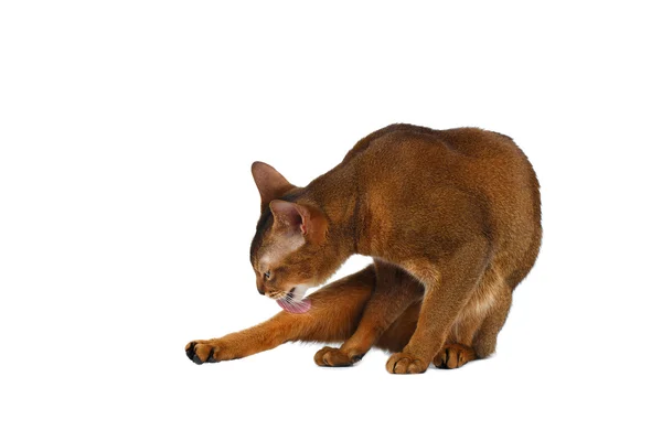 stock image  Funny Abyssinian Cat lick fur isolated on White