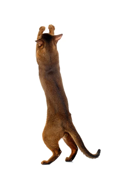 Brincalhão gato abissínio em pé na parte traseira Pernas, levantando a pata — Fotografia de Stock