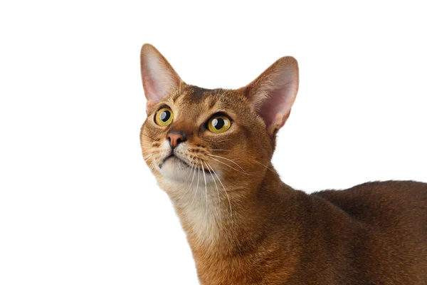 Closeup Abyssinian kat vreemd opzoeken geïsoleerd op wit — Stockfoto