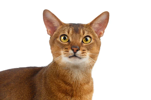 Gros plan chat abyssinien curieusement regarder dans la caméra isolé sur blanc — Photo