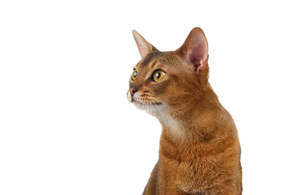 Gros plan Chat abyssinien Curieusement en regardant à gauche isolé sur Blanc — Photo