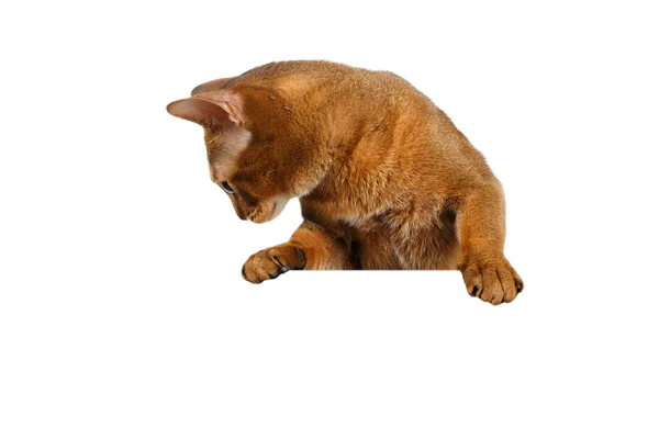 Closeup Abyssinian Cat front desk with Paws and Looking down — Stock Photo, Image