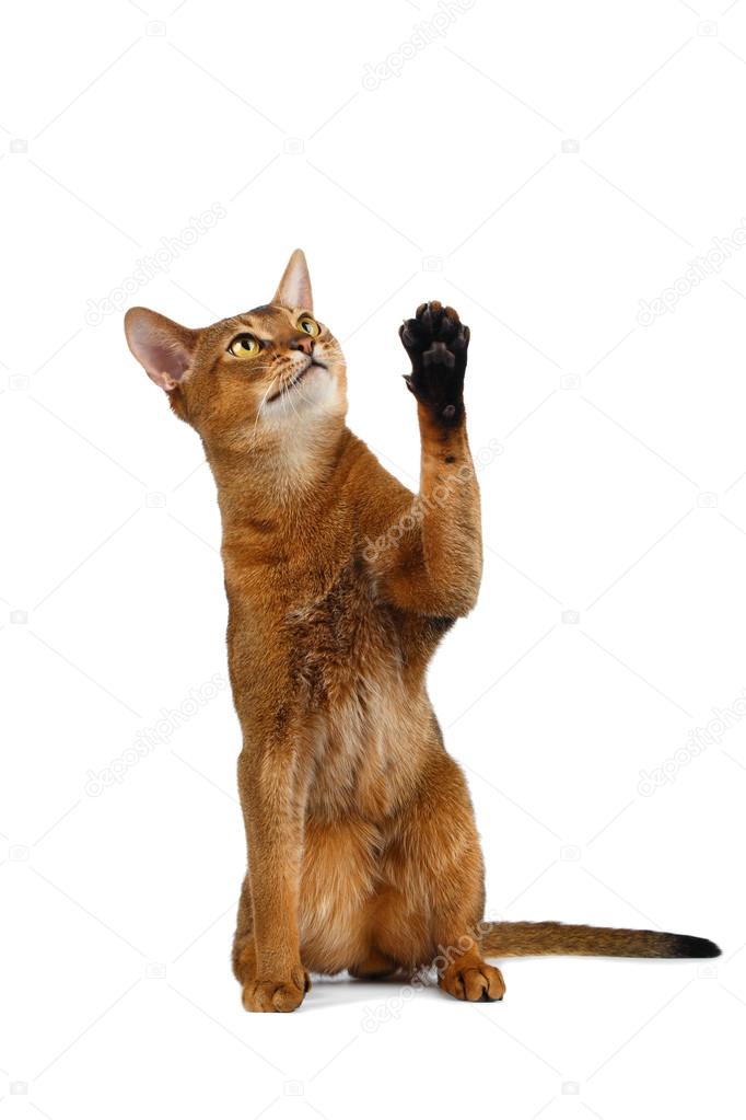 Funny Abyssinian Cat Sit, Curiously Looking and Raising up paw 