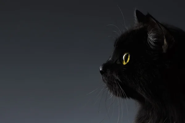 Closeup μαύρη γάτα πρόσωπο στην προβολή προφίλ στο σκοτάδι — Φωτογραφία Αρχείου