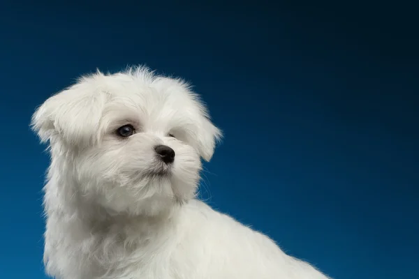 Closeup branco Maltês filhote de cachorro bonito com cara de pena, olhando para trás — Fotografia de Stock