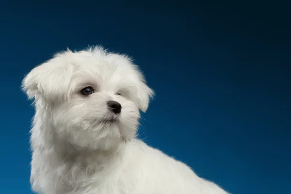 Zbliżenie ładny biały Maltańskie Puppy z szkoda twarz patrząc wstecz — Zdjęcie stockowe