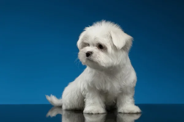 Симпатичные белые Мальтийский щенок сидит и ищете оставил изолированные, синий — стоковое фото