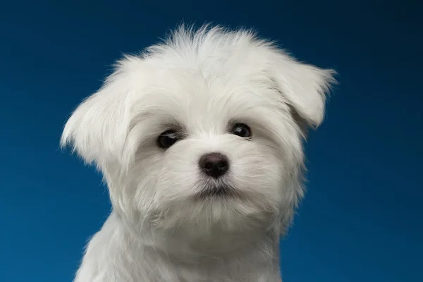 Closeup retrato de un lindo perrito Maltés blanco sobre fondo azul — Foto de Stock