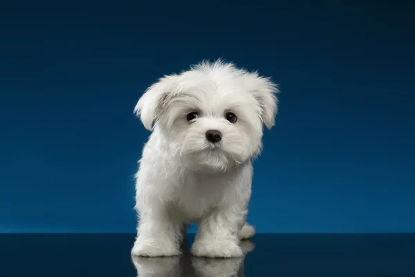 Puro branco Maltês filhote de cachorro bonito parados, olhando curiosamente na câmera — Fotografia de Stock