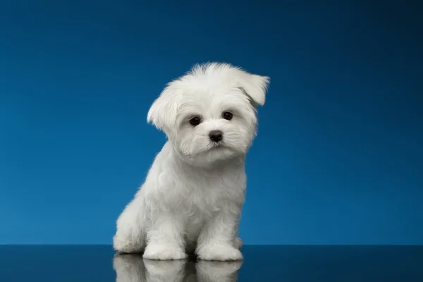 Filhote de cachorro maltês branco bonito senta-se e curiosamente olhando na câmera — Fotografia de Stock