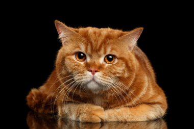 Tatlı kırmızı İngiliz Lying izole, şirin pençeleri ile siyah kedi 