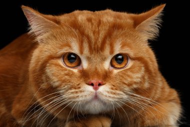 Kızgın kırmızı İngiliz siyah izole kedi closeup başkanı 