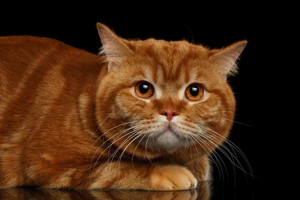 红英国猫咪躺隔离带着惊恐的特写 — 图库照片