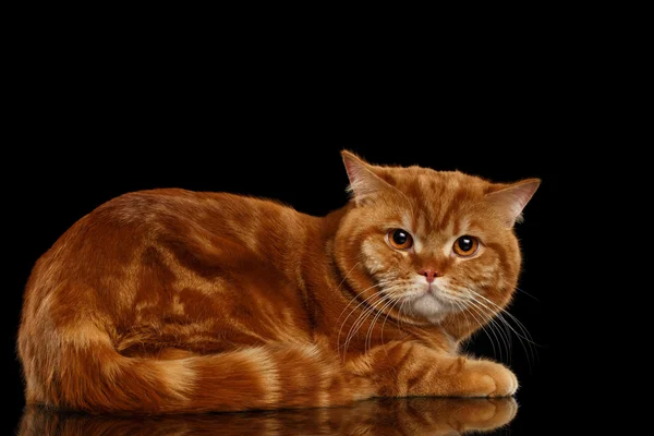 Червоний британський кіт лежачи на дзеркало ізольовані чорного тла — стокове фото