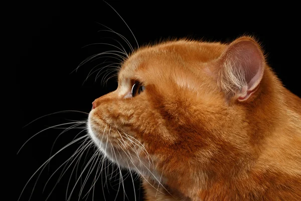 Cabeça de close-up em Perfil de Red British Cat isolado, Preto — Fotografia de Stock