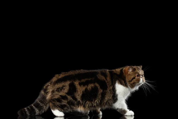 Exótico Tabby Cat Walks no espelho, fundo preto isolado — Fotografia de Stock