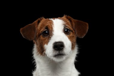 Closeup Portrait of Jack Russell Terrier Dog isolated on Black  clipart