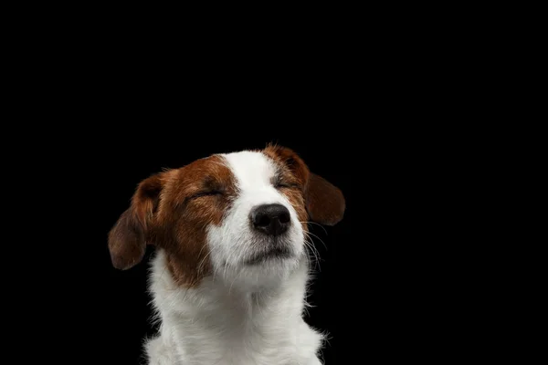 Primer plano Retrato soñando Jack Russell Terrier Perro con los ojos cerrados — Foto de Stock