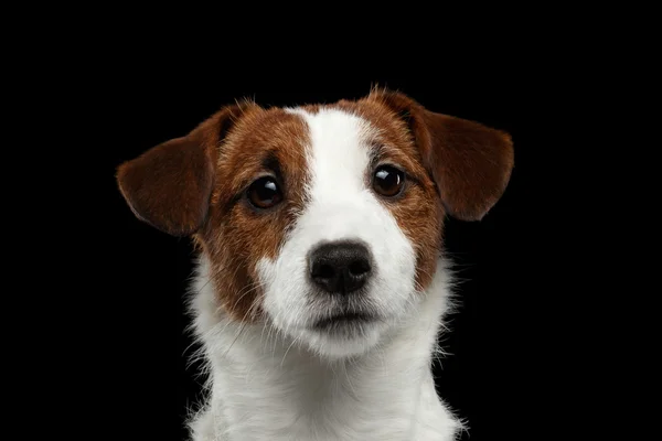 Portret zbliżenie z Jack Russell Terrier pies na czarnym tle — Zdjęcie stockowe