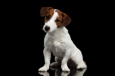Şirin Jack Russell Terrier köpek yavrusu kamera seyir ayna üzerinde oturur