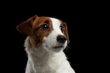 Closeup Portrait of look within Jack Russell Terrier Puppy isolated  clipart