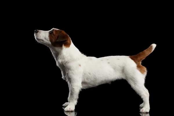 Jack Russell teriér štěně stojící na zrcadlo a pohled nahoru — Stock fotografie