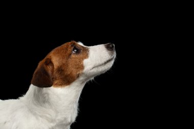 Closeup Portrait Jack Russell Terrier Dog Looking up in Profile  clipart