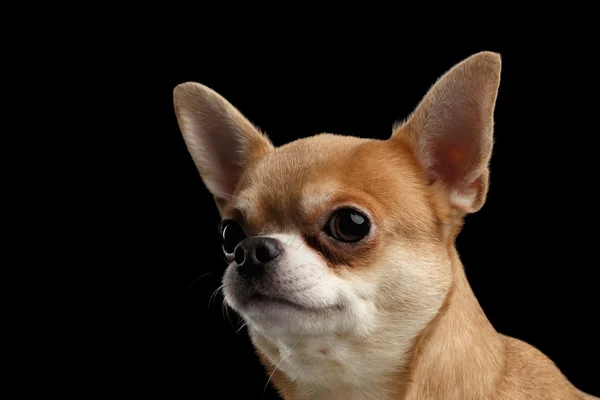 Closeup Retrato de Chihuahua cão Olhando para fora isolado em Preto — Fotografia de Stock