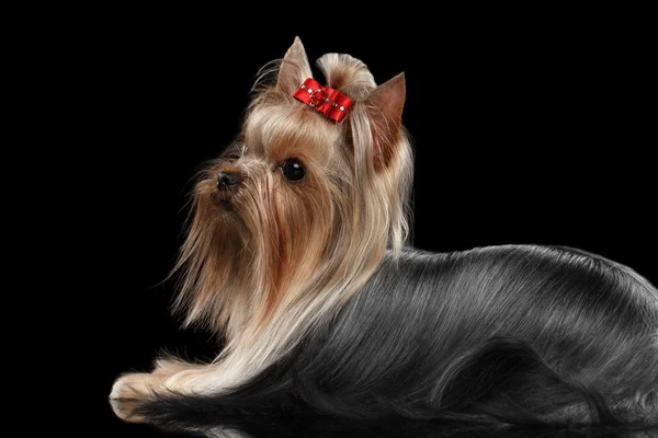 Närbild Yorkshire Terrier hund med lång preparerade hår ligger — Stockfoto