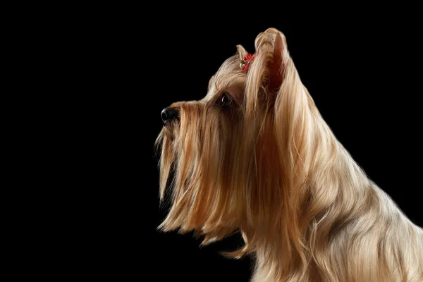 Close up Portrait of Yorkshire Terrier Dog, Profile view, isolated — Stock Photo, Image