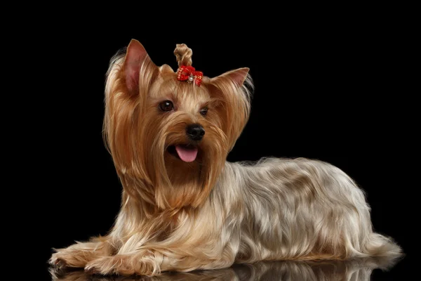 Yorkshire Terrier hund liggande på spegel, guld, isolerade svart — Stockfoto