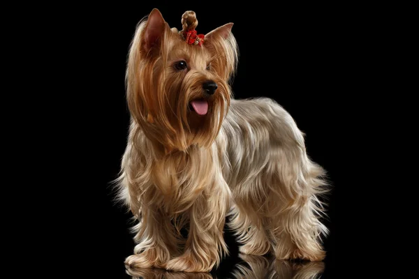Yorkshire Terrier Dog Standing on Mirror, groomed hair, isolated Black — Stock Photo, Image