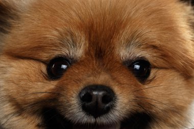 Sevimli kırmızı Pomeranian Spitz köpek closeup yüzü siyah izole 