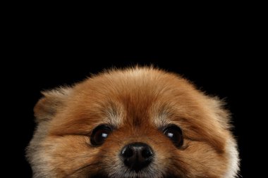 Siyah yakın çekim yüz göz sevimli kırmızı Pomeranian Spitz köpek izole 