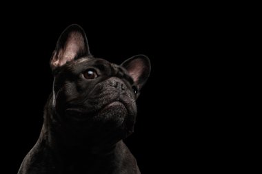 Yakın çekim portre, Fransız Bulldog köpek merakla ararken göl kenarında