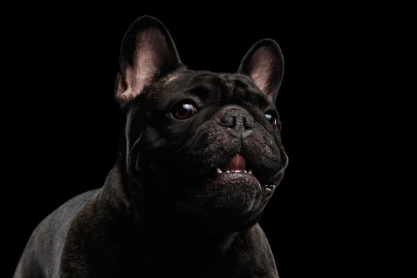 Närbild porträtt av Funny log Fransk Bulldog hund, nyfiket tittar — Stockfoto