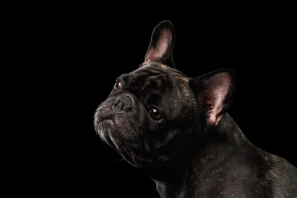 Närbild porträtt av Fransk Bulldog hund nyfiket tittar upp isolerade — Stockfoto