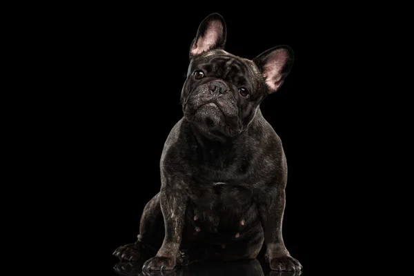 Porträtt av Fransk Bulldog hund sitter och tittar nyfiket, isolerade — Stockfoto