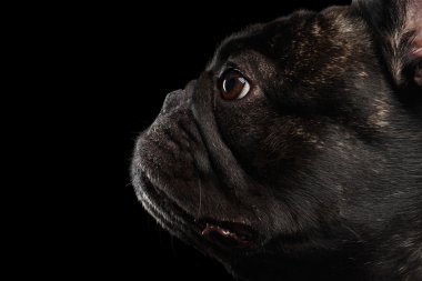 Yakın çekim Fransız Bulldog köpek profil görünümünde göl kenarında siyah 