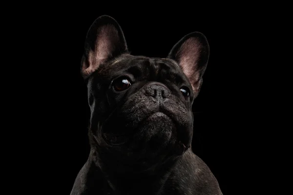 Närbild porträtt av roliga Fransk Bulldog hund nyfiket tittar, främre — Stockfoto