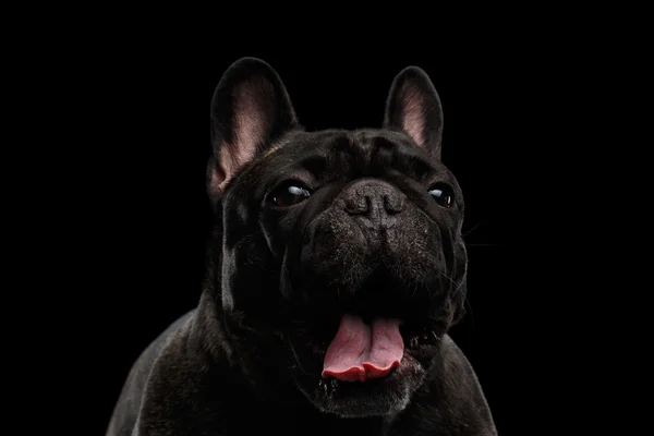 Primer plano retrato de sorprendido divertido grito francés Bulldog, aislado —  Fotos de Stock